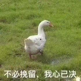 娱乐吃瓜酱大鹅,揭秘娱乐圈那些不为人知的幕后故事