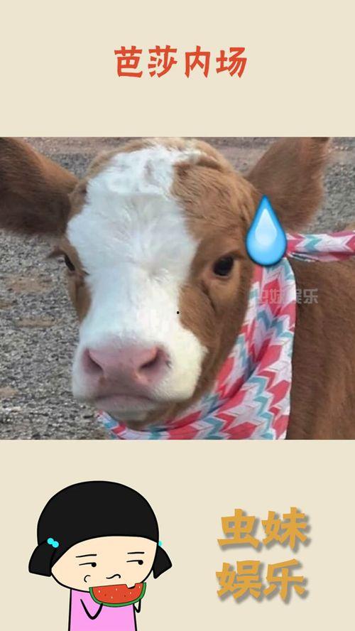 娱乐吃瓜酱中国本土的